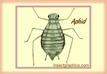 Aphid in insectgraphics Archives