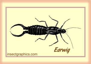 Earwig in insectgraphics Archives