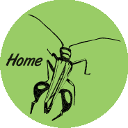 insectgraphics Home