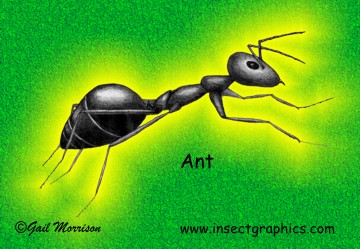Ant postcard